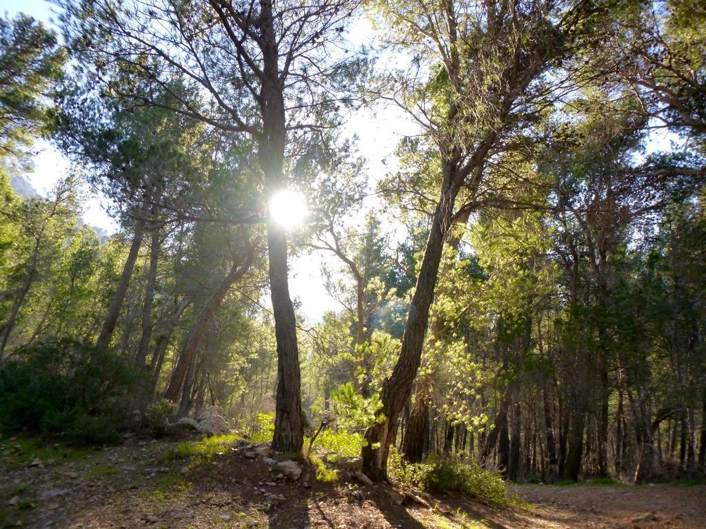 Finca Ses Fontanelles Andraitx Buitenkant foto